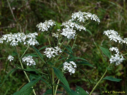 {Verbesina virginica}